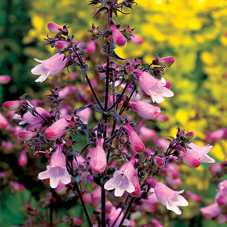 DAKOTA&trade; Verde Penstemon