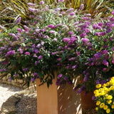 Buzz&trade; Purple Butterfly Bush