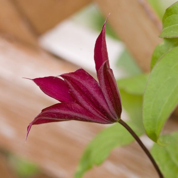 Bourbon Clematis