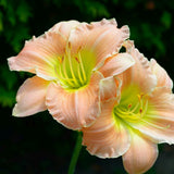 Fairy Tale Pink Daylily