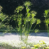 King Tut Cyperus