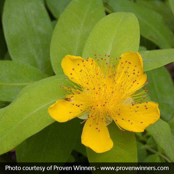 Golden Rule&reg; St. John's Wort