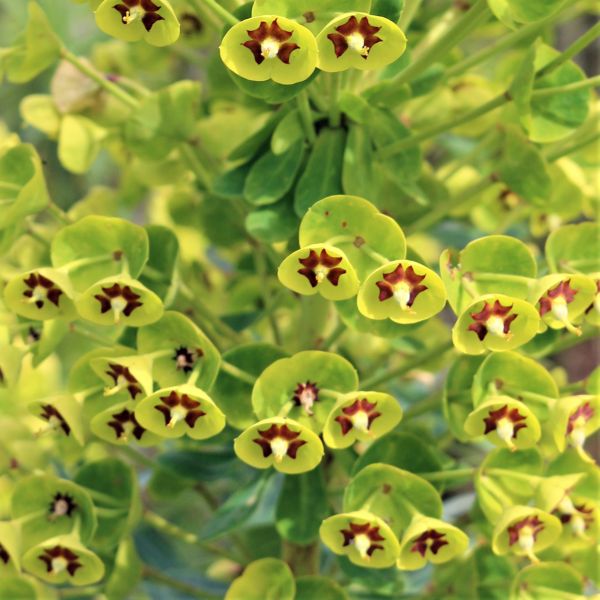 Martin's Spurge