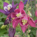 Biedermeier Columbine