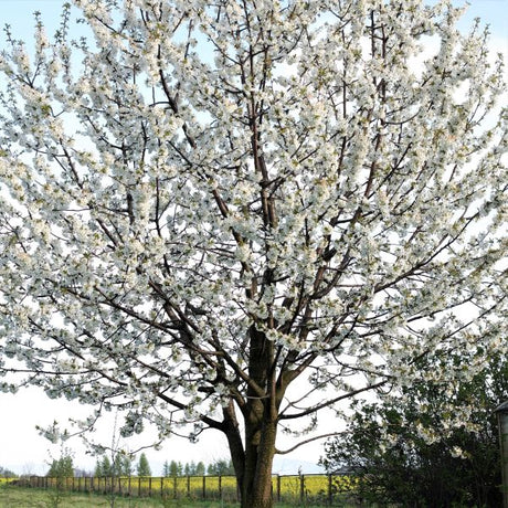 Black Tartarian Cherry Tree