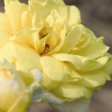 Easy Elegance&reg; Yellow Brick Road Rose