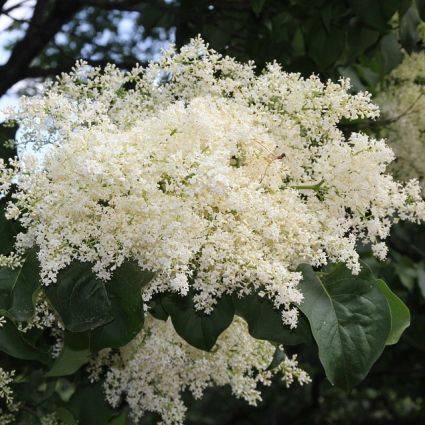 Japanese Lilac Tree