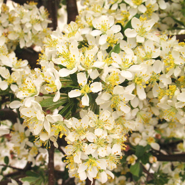 Close-up of Tina Sargent crabapple white flowers with yellow stamens