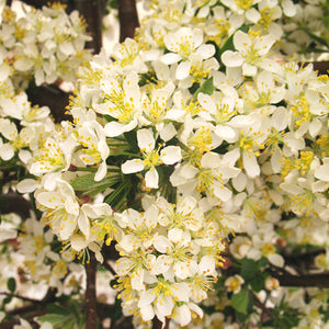 Close-up of Tina Sargent crabapple white flowers with yellow stamens
