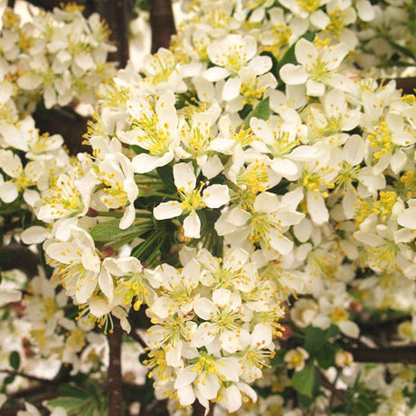 Close-up of Tina Sargent crabapple white flowers with yellow stamens