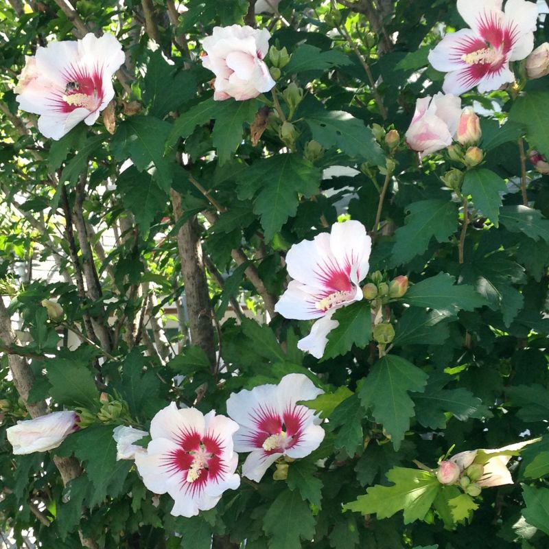 Red Heart Rose of Sharon Shrub