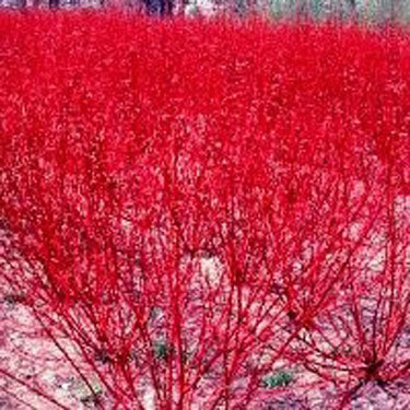 Red Osier Dogwood