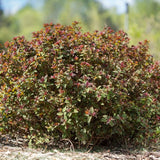 Superstar&trade; Spirea