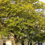 Sunburst&reg; Honeylocust