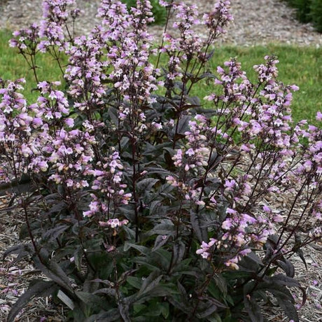 Blackbeard Penstemon