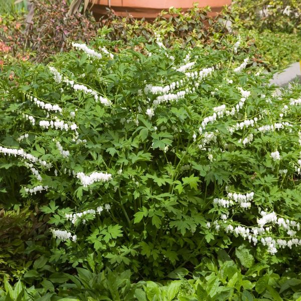 Dicentra Spectabilis Alba