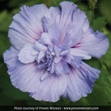 Summer Soirée Rose of Sharon Shrub