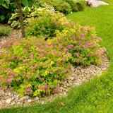 Magic Carpet Spirea