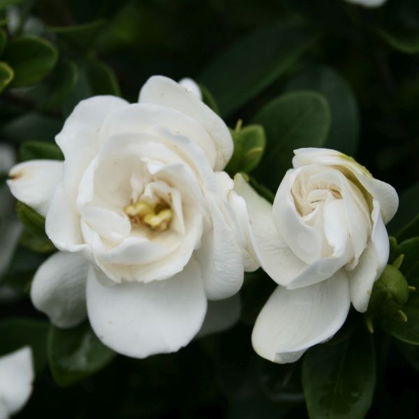 Crown Jewel Gardenia