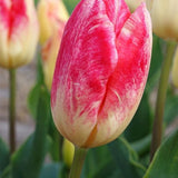 Balance of Colors Tulip