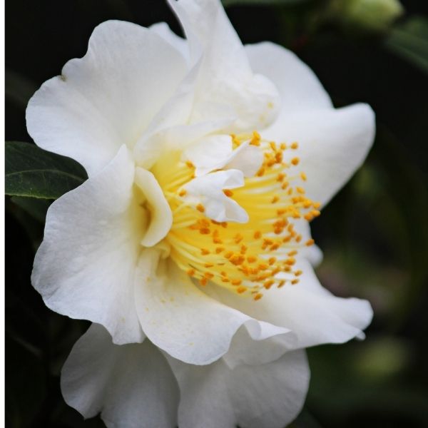 Falling Star Camellia