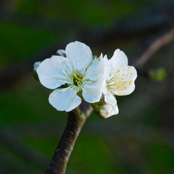 Whitegold Sweet Cherry