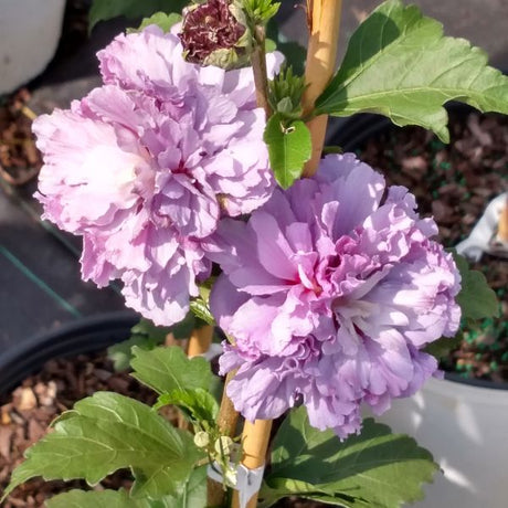 Blueberry Smoothie&trade; Rose of Sharon Tree Form