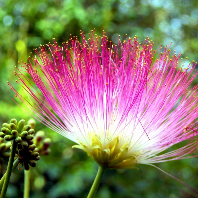 Mimosa Tree