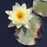 Virginalis Water Lily