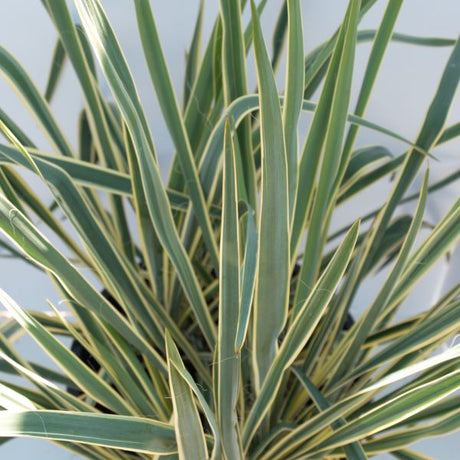 Bright Edge Yucca