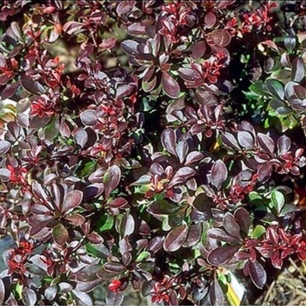 Crimson Pygmy Dwarf Japanese Barberry