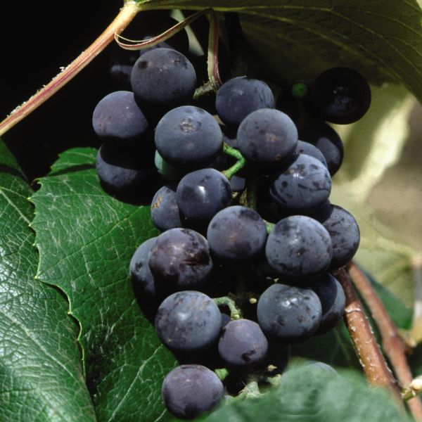 Concord Seedless Grape Vine