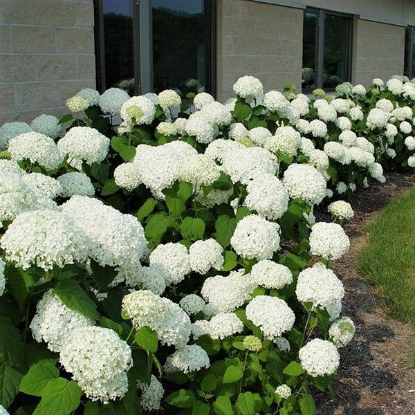 Annabelle Hydrangea 