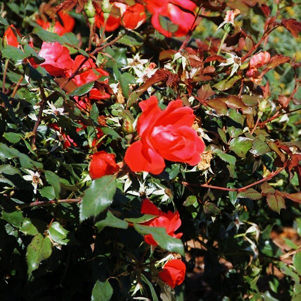 Red Knock Out&reg; Rose Tree