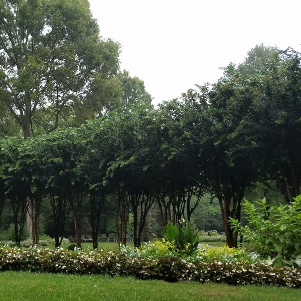 Natchez Crape Myrtle Tree