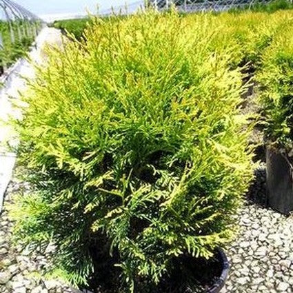 Golden Globe Arborvitae