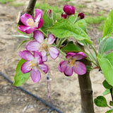 Pink Pearl Apple Tree