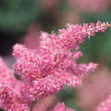 Rheinland Astilbe