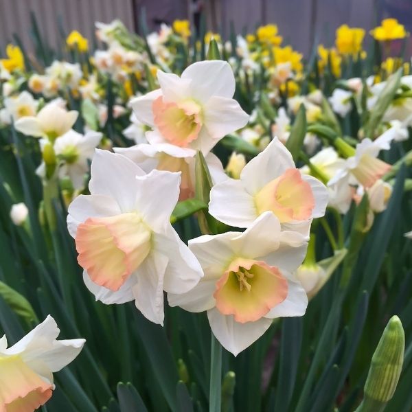 Jonquil (Narcissus jonquilla) 11 Cosmopolitan Jonquilla Daffodil