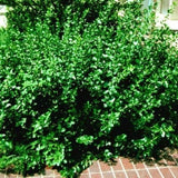 Sarcoxie Euonymus