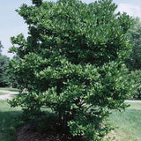 Royal Star Magnolia Shrub