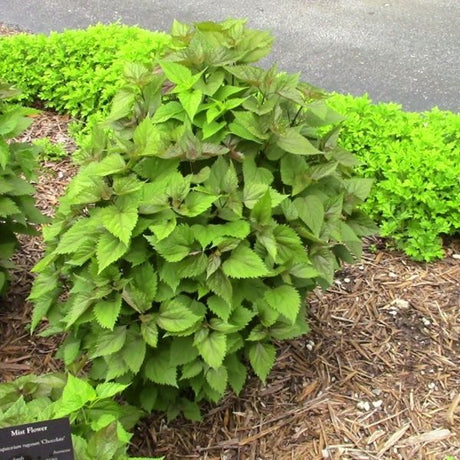 Chocolate Mist Flower