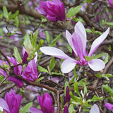 Ann Magnolia Shrub