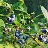 Spartan Blueberry Bush