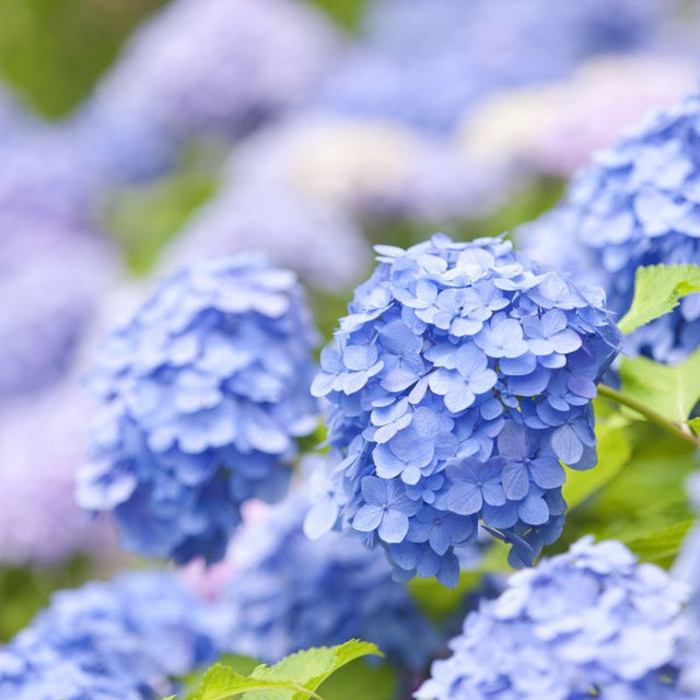 Nikko Blue Bigleaf Hydrangea