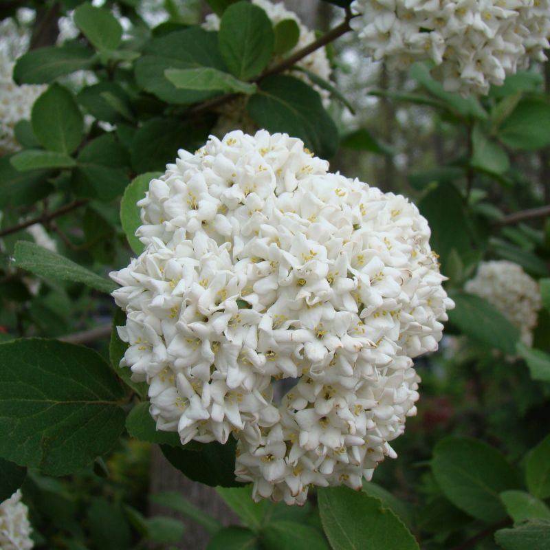 Common Snowball Viburnum