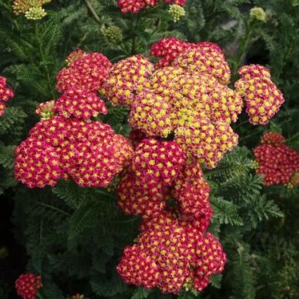 Strawberry Seduction Yarrow