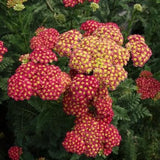 Strawberry Seduction Yarrow