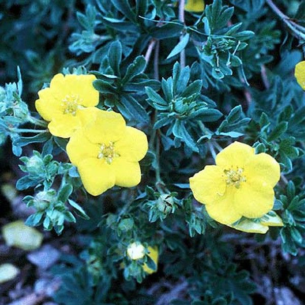 Goldstar Potentilla