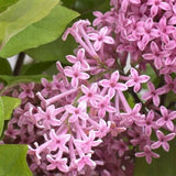 Flowerfesta&reg; Pink Dwarf Lilac